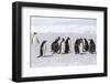 Recently Fledged Emperor Penguin (Aptenodytes Forsteri) with Gentoo Penguins (Pygoscelis Papua)-Michael Nolan-Framed Photographic Print