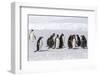 Recently Fledged Emperor Penguin (Aptenodytes Forsteri) with Gentoo Penguins (Pygoscelis Papua)-Michael Nolan-Framed Photographic Print