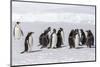 Recently Fledged Emperor Penguin (Aptenodytes Forsteri) with Gentoo Penguins (Pygoscelis Papua)-Michael Nolan-Mounted Photographic Print