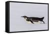 Recently Fledged Emperor Penguin (Aptenodytes Forsteri)-Michael Nolan-Framed Stretched Canvas