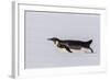 Recently Fledged Emperor Penguin (Aptenodytes Forsteri)-Michael Nolan-Framed Photographic Print