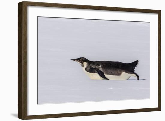 Recently Fledged Emperor Penguin (Aptenodytes Forsteri)-Michael Nolan-Framed Photographic Print