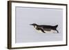 Recently Fledged Emperor Penguin (Aptenodytes Forsteri)-Michael Nolan-Framed Photographic Print