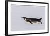 Recently Fledged Emperor Penguin (Aptenodytes Forsteri)-Michael Nolan-Framed Photographic Print