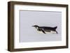 Recently Fledged Emperor Penguin (Aptenodytes Forsteri)-Michael Nolan-Framed Photographic Print