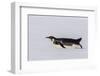 Recently Fledged Emperor Penguin (Aptenodytes Forsteri)-Michael Nolan-Framed Photographic Print