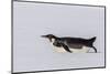 Recently Fledged Emperor Penguin (Aptenodytes Forsteri)-Michael Nolan-Mounted Photographic Print
