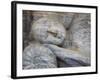 Reclining Buddha Statue, Gal Vihara, Polonnaruwa, UNESCO World Heritage Site, Sri Lanka-Ian Trower-Framed Photographic Print