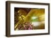 Reclining Buddha, Wat Pho (Wat Phra Chetuphon), Bangkok, Thailand, Southeast Asia, Asia-null-Framed Photographic Print