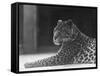 Reclining Leopard-null-Framed Stretched Canvas