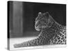 Reclining Leopard-null-Stretched Canvas