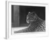 Reclining Leopard-null-Framed Photographic Print