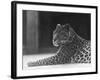Reclining Leopard-null-Framed Photographic Print