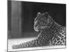 Reclining Leopard-null-Mounted Photographic Print