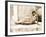 Reclining Nude Male, C. 1898-Wilhelm Von Gloeden-Framed Photographic Print