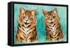 Reconciliation (W/C on Paper)-Louis Wain-Framed Stretched Canvas