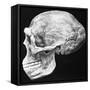 Reconstructed Skull of Prehistoric Man-null-Framed Stretched Canvas