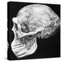 Reconstructed Skull of Prehistoric Man-null-Stretched Canvas