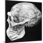 Reconstructed Skull of Prehistoric Man-null-Mounted Photographic Print