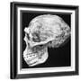 Reconstructed Skull of Prehistoric Man-null-Framed Photographic Print
