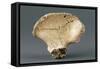 Reconstruction of Pelvic Bone of Australopithecus Africanus-null-Framed Stretched Canvas