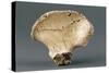 Reconstruction of Pelvic Bone of Australopithecus Africanus-null-Stretched Canvas