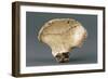 Reconstruction of Pelvic Bone of Australopithecus Africanus-null-Framed Giclee Print