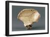 Reconstruction of Pelvic Bone of Australopithecus Africanus-null-Framed Giclee Print