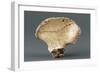 Reconstruction of Pelvic Bone of Australopithecus Africanus-null-Framed Giclee Print