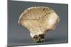 Reconstruction of Pelvic Bone of Australopithecus Africanus-null-Mounted Giclee Print