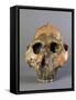 Reconstruction of Skull of Paranthropus Boisei or Australopithecus Boisei-null-Framed Stretched Canvas