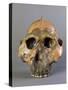 Reconstruction of Skull of Paranthropus Boisei or Australopithecus Boisei-null-Stretched Canvas