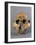 Reconstruction of Skull of Paranthropus Boisei or Australopithecus Boisei-null-Framed Giclee Print