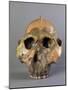 Reconstruction of Skull of Paranthropus Boisei or Australopithecus Boisei-null-Mounted Giclee Print