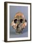 Reconstruction of Skull of Paranthropus Boisei or Australopithecus Boisei-null-Framed Giclee Print