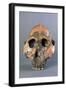 Reconstruction of Skull of Paranthropus Boisei or Australopithecus Boisei-null-Framed Giclee Print