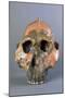 Reconstruction of Skull of Paranthropus Boisei or Australopithecus Boisei-null-Mounted Giclee Print