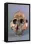 Reconstruction of Skull of Paranthropus Boisei or Australopithecus Boisei-null-Framed Stretched Canvas