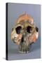 Reconstruction of Skull of Paranthropus Boisei or Australopithecus Boisei-null-Stretched Canvas