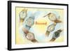 Record Swiss Wristwatches-null-Framed Art Print