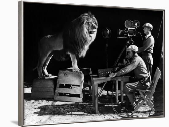 Recording of the lion roar for the introduction of MGM films, c. 1920- 1930-null-Framed Photo