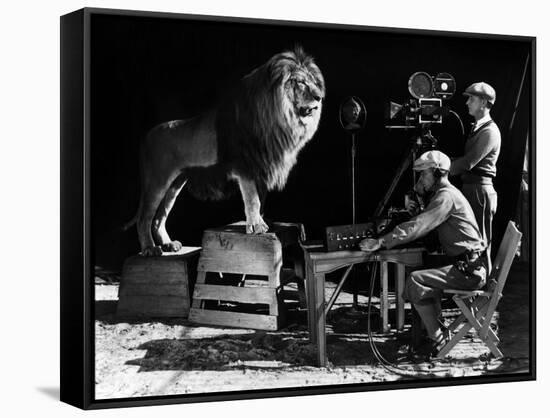 Recording of the lion roar for the introduction of MGM films, c. 1920- 1930-null-Framed Stretched Canvas