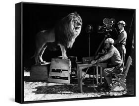 Recording of the lion roar for the introduction of MGM films, c. 1920- 1930-null-Framed Stretched Canvas