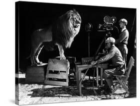 Recording of the lion roar for the introduction of MGM films, c. 1920- 1930-null-Stretched Canvas