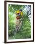 Recreational Mountain Biker Riding on the Trails-null-Framed Photographic Print