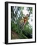 Recreational Mountain Biker Riding on the Trails-null-Framed Photographic Print