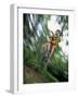 Recreational Mountain Biker Riding on the Trails-null-Framed Photographic Print