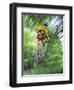 Recreational Mountain Biker Riding on the Trails-null-Framed Photographic Print