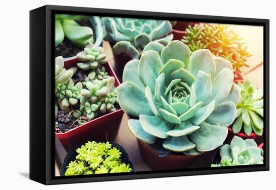 Rectangular Arrangement of Succulents; Cactus Succulents in a Planter-kenny001-Framed Stretched Canvas