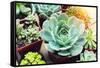 Rectangular Arrangement of Succulents; Cactus Succulents in a Planter-kenny001-Framed Stretched Canvas